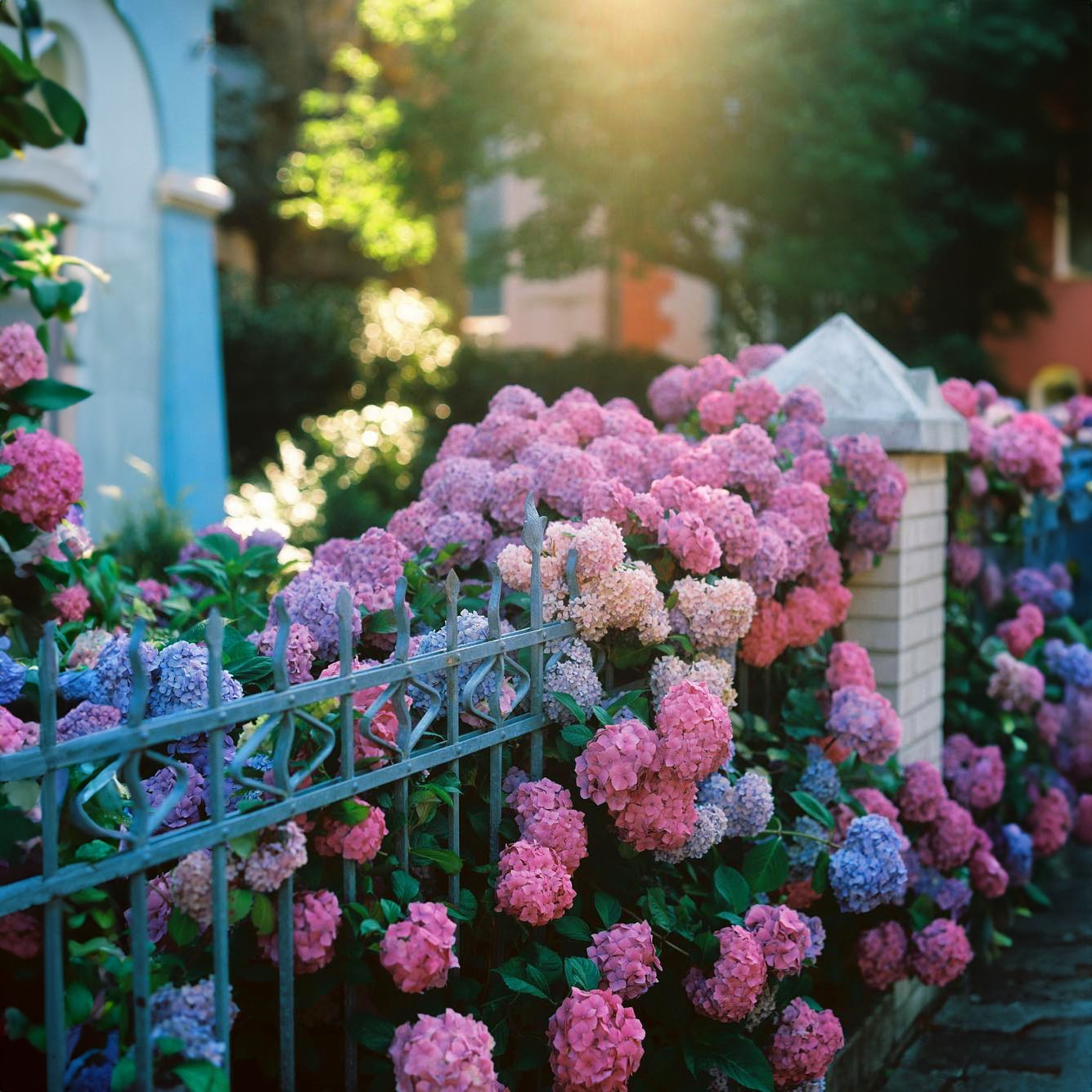 Kraliyet Ortanca Tohumları | Gardenizi