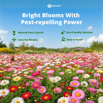 Insect Killer: Mixed Color Pyrethrum Seeds