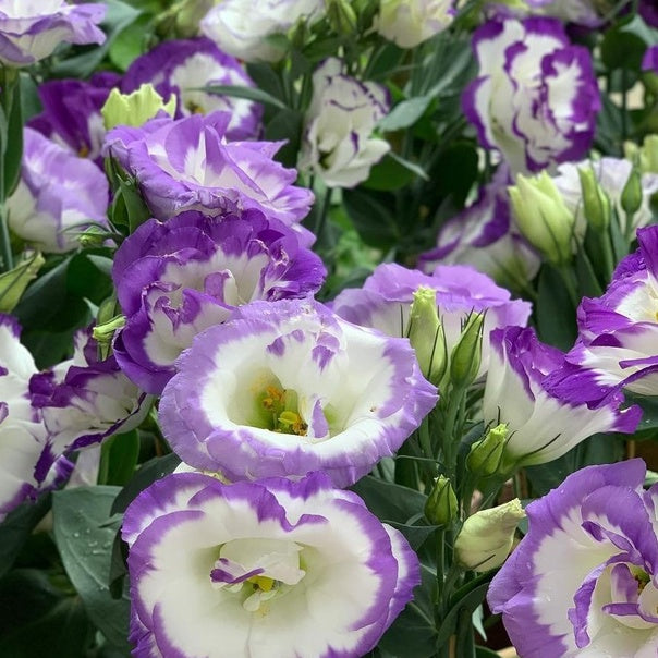 Dikensiz Gül Tohumları • Gardenizi (500 Tohum | Sis Mavisi ve Pembe Karışımı) 