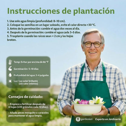 Semillas de Loto de Cuenco Premium