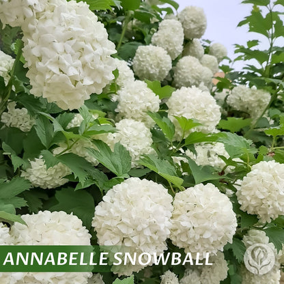 Kraliyet Ortanca Tohumları | Gardenizi