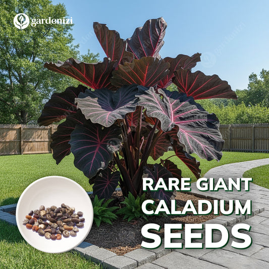 Rare Giant Caladium Seeds • Gardenizi