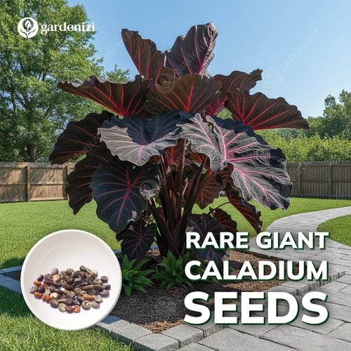 Rare Giant Caladium Seeds • Gardenizi