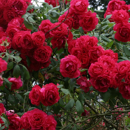 Royal Tırmanma Gül Tohumları