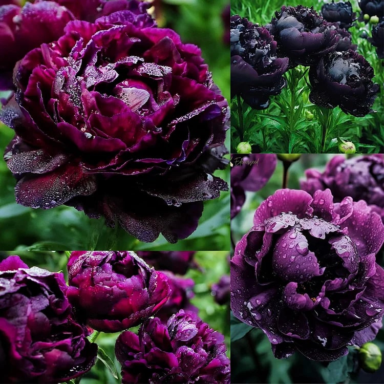 Black Beauty Şakayık Çiçek Tohumları 