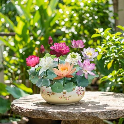 Premium Bowl Lotus Seeds