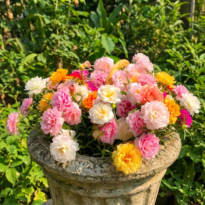 Moss Rose Seeds (Mix) • Gardenizi