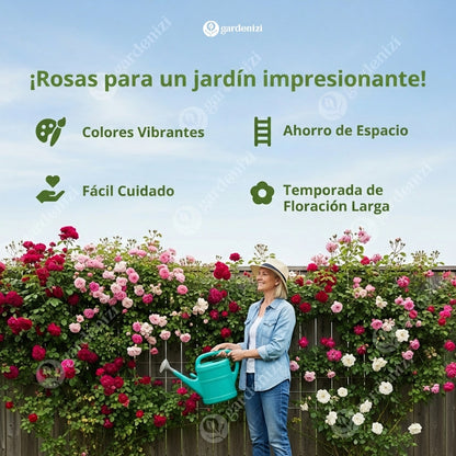 Semillas de Rosa Trepadora Royal