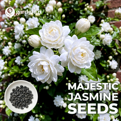 Majestic Jasmine Seeds • Gardenizi