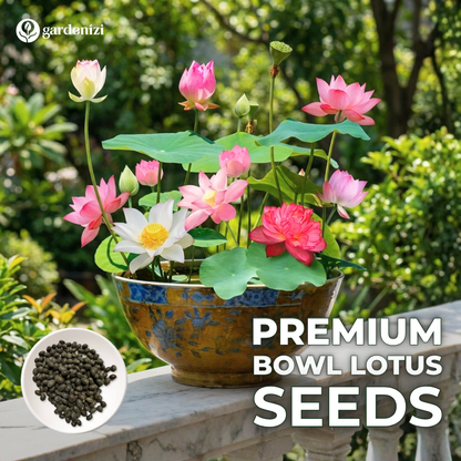 Premium Bowl Lotus Seeds