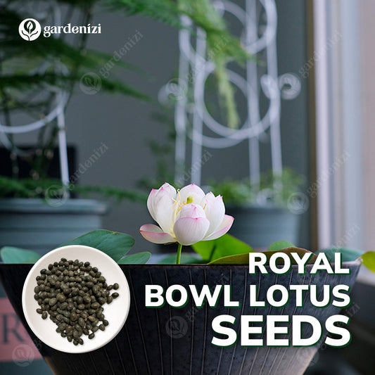 Premium Bowl Lotus Tohumları