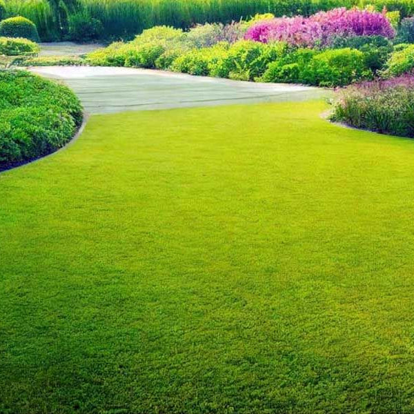 Kraliyet Çim Tohumları • Gardenizi 