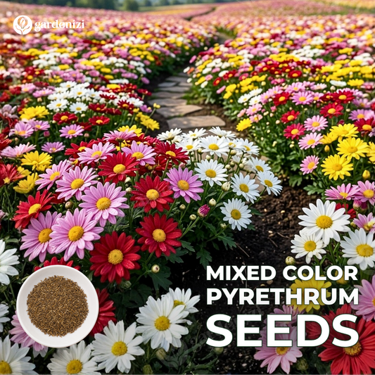 Insect Killer: Mixed Color Pyrethrum Seeds