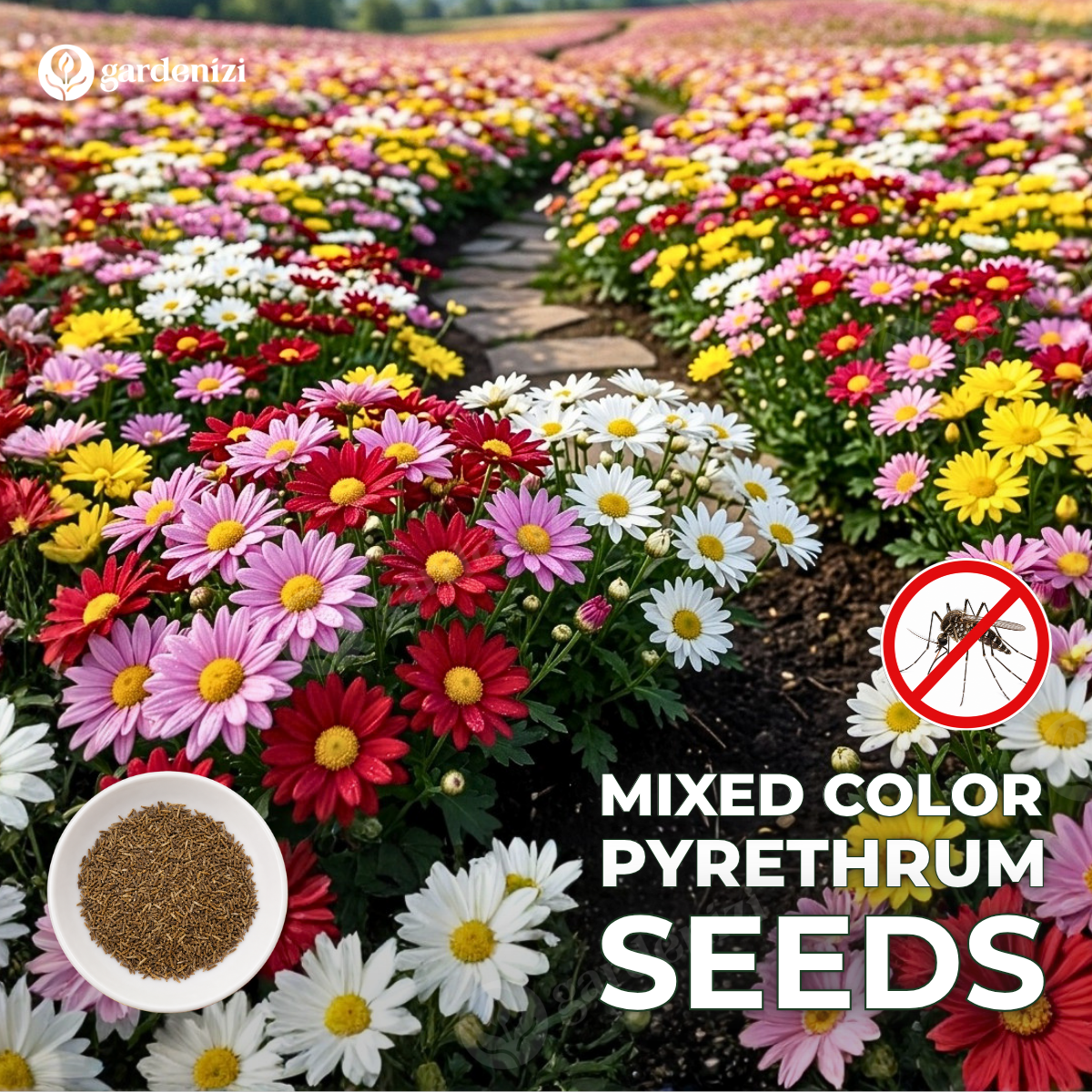 Insect Killer: Mixed Color Pyrethrum Seeds