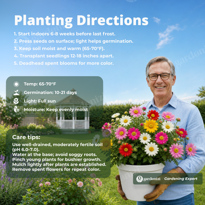 Insect Killer: Mixed Color Pyrethrum Seeds