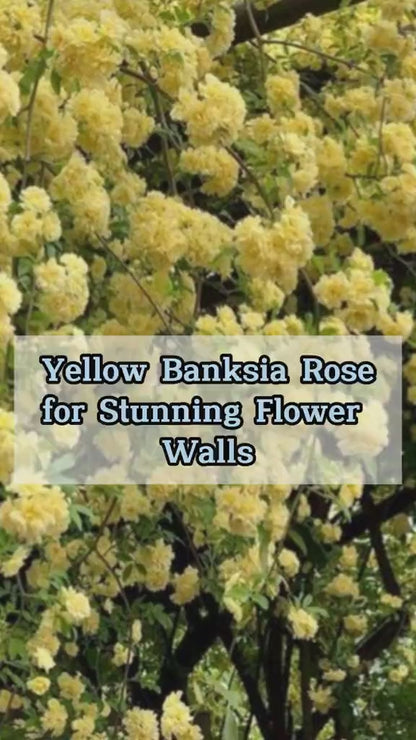 Rosa Banksiae Tohumları 