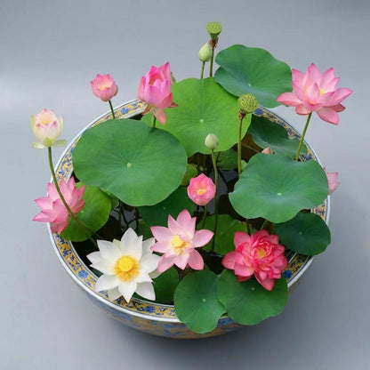 Premium Bowl Lotus Seeds