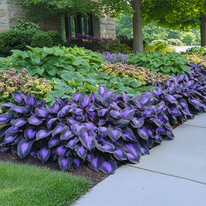 Rare Hosta Flower Seeds • Gardenizi