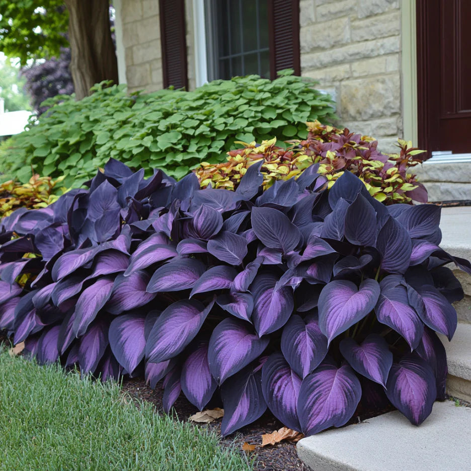 Rare Hosta Flower Seeds • Gardenizi
