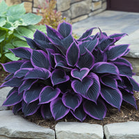 Purple - Black