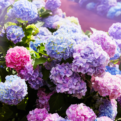 Kraliyet Ortanca Tohumları | Gardenizi