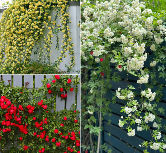 Rosa Banksiae Tohumları 
